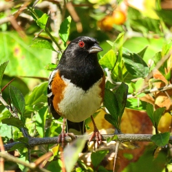 Spotted Towhee